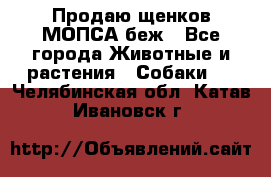 Продаю щенков МОПСА беж - Все города Животные и растения » Собаки   . Челябинская обл.,Катав-Ивановск г.